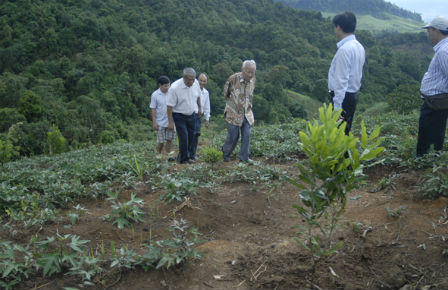 Xuất hiện cây “tỷ đô”  ở vùng Tây Bắc và Tây Nguyên